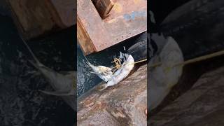 Amazing Mahi Mahi dolphin hunting vizag fishing harbour shorts fyp fishing vizag [upl. by Kloman]