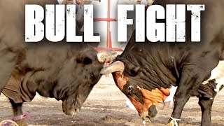 Traditional Bull Fighting in Fujairah [upl. by Imoyn449]