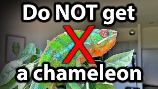 5 reasons why you should NOT get a chameleon [upl. by Nylessej]