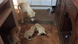 5 week old puppies learning boundaries through discipline [upl. by Llyrad785]