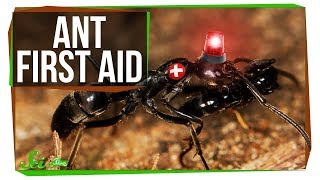 These Ant Paramedics Save Their Injured Comrades [upl. by Ylrae]