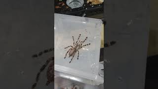 Rehousing my Poecilotheria regalis Tarantula tarantula pregalis oldworld tarantulas spiders [upl. by Corsiglia]