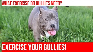 Exercising Your American Bully Tips amp Tricks [upl. by Cly]