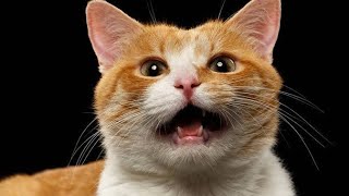 Cat Mating Call Sounds  Female Cat In Heat Sounds  Female Cat In Heat Meowing  Horny Cat Sound [upl. by Doownel]