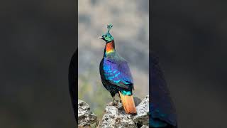 🐦☆¹⁷•⁵ Himalayan Monal Lophophorus impejanus  Observed in Description [upl. by Freedman]