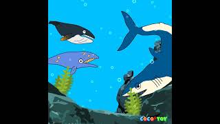 The adventures of baby humpback whale shortsㅣCoCosToy [upl. by Olnee344]