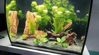 Fluval Flex 57 and Dennerle Scapers 55 Tanks Update 1 [upl. by Heisel304]