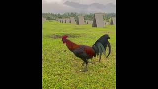 Beautiful Melsims Black Arturo Lopez • ARL Gamefarm gamefowl philippines rooster [upl. by Aierb]