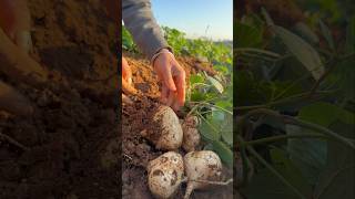 Harvesting Jicama jicama wintermelon wintersquash fruitcarving [upl. by Muslim]