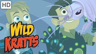 Wild Kratts 🦉🐙 Incredible Creatures Part 2  Kids Videos [upl. by Nolie]