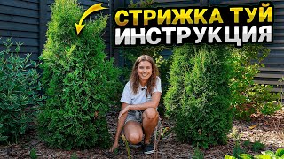 КАК СТРИЧЬ ТУЮ БРАБАНТ СМАРАГД КОЛУМНА  Обрезка кустарников [upl. by Oine716]