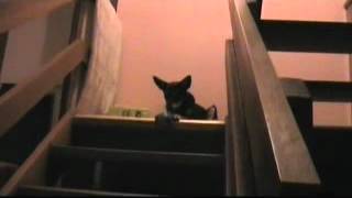 Dog playing catch and return ball game on stairs [upl. by Alfonso]