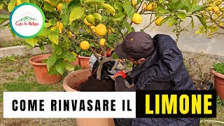 Come e Quando Fare IL Rinvaso del LIMONE [upl. by Ahtael185]