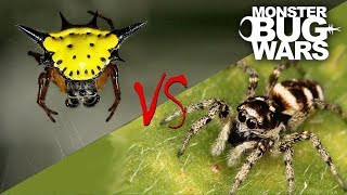 Spider vs Spider Showdowns 68  MONSTER BUG WARS [upl. by Ecnahc]