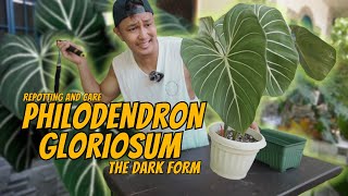 REPOTTING MY 2 YEARS OLD GLORIOSUM DARK FORM  WITH CARE GUIDE [upl. by Atiz]