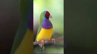 Gouldian finch mating dance  Gouldian finches birds [upl. by Patricia]