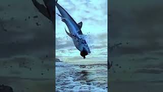 jumping out water to great white shark ocean subscribe shark [upl. by Nosredneh240]