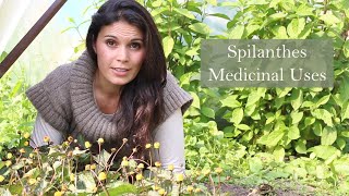 Medicnal Uses of Spilanthes Acmella oleraceae [upl. by Beckie70]