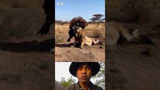 Eagle Vs Lion  animals wildlife viralvideo shortsvideo eagles lion [upl. by Llenna]