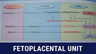 Fetoplacental unit  formation of steriod hormones [upl. by Callas66]