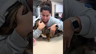 Clinical Skill 3 Canine Sternal Recumbency amp Cephalic Venipuncture Restraint [upl. by Keynes420]