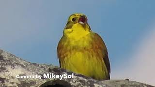 Yellowhammer Emberiza citrinella song [upl. by Brigit]