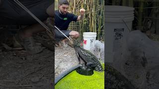 Dwarf Caiman Training amp Duckweed Introduction reptiles [upl. by Dickerson]