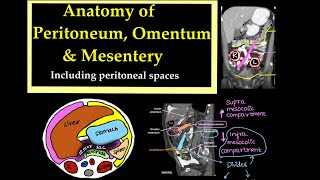 Anatomy of PeritoneumOmentum and Mesentery Including peritoneal spaces l radiology [upl. by Nishom152]