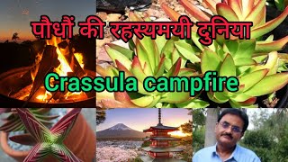 Crassula campfire care tips and tricks with propagation techniques Plant requirements amp management [upl. by Ssidnak143]