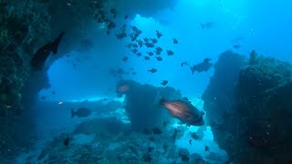 Scuba Diving Rottnest Island Western Australia 02102022 [upl. by Nakashima]