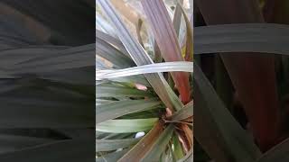 Phormium Pink Mist nature relaxingsound shortvideo houseplants 😌❤️ [upl. by Abbotson]