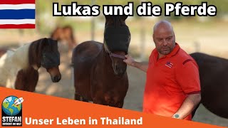 Lukas und die Pferde thailand2023 auswandern gästehaus pferde reiten [upl. by Dnomsad]