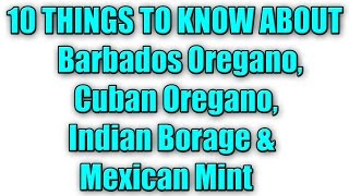 10 Things About Barbados Oregano Cuban Oregano Indian Borage amp Mexican Mint [upl. by Ecyac643]