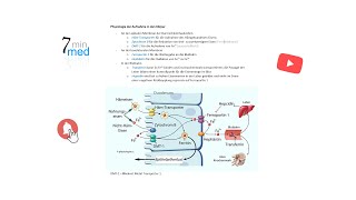 Physiologie  Eisen  Aufnahme und Homöostase im menschlichen Körper [upl. by Aliak666]