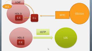 Metabolismo de Lipoproteinas IV HDL [upl. by Cliffes]