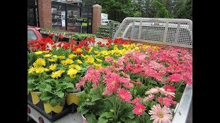 How to Grow Gerbera Plant Easy Way [upl. by Sigismond]