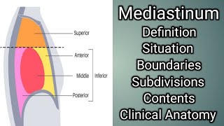 Mediastinum [upl. by Hayimas944]