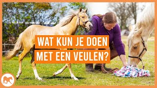 Wat kun je allemaal met een veulen doen [upl. by Elamrej]