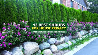 Top 12 Best Fast Growing Shrubs for Privacy 🌿🌸 [upl. by Milewski581]