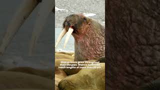 Why do Walruses Have Big Tusks 🦣 What do Walruses use Their Tusks for [upl. by Meadow]