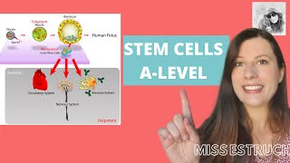 STEM CELLS Totipotent pluripotent multipotent and unipotent Learn how iPS cells are made [upl. by Zorine]