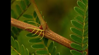 Peltophorum africanum [upl. by Alboran]