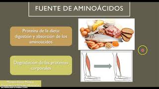 BQ Metabolismo de los compuestos nitrogenados [upl. by Eveam]