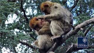 Wild Barbary macaques adopt injured juvenile [upl. by Rome]