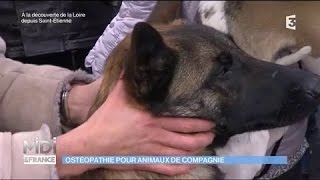 Ostéopathie pour animaux de compagnie [upl. by Skricki824]