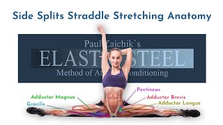 how to do the splits for the inflexible ElasticSteel Anatomy [upl. by Wane]