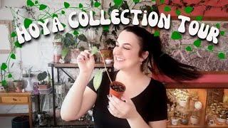 Hoya Plant Collection🌼Chatty Houseplant Tour [upl. by Buerger]