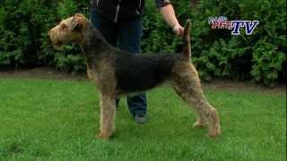 Airedale Terrier Informationen zur Rasse [upl. by Lauren]