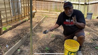 Why Aerating The Soil Around Your Plants Is Important  Harvesting Greens 🥬 [upl. by Garnette]