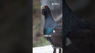 El AVE más DIFICIL DE VER de EUROPA🦃⚫🔴 Urogallo aves animales naturaleza gallos mexico peru [upl. by Gowon]